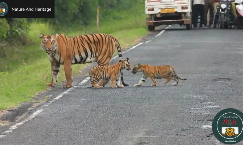 Tiger Cubs Crossing the Road with their Mama. #NatureAndHeritage🐯. |Wildlife's| |Wild Animals|