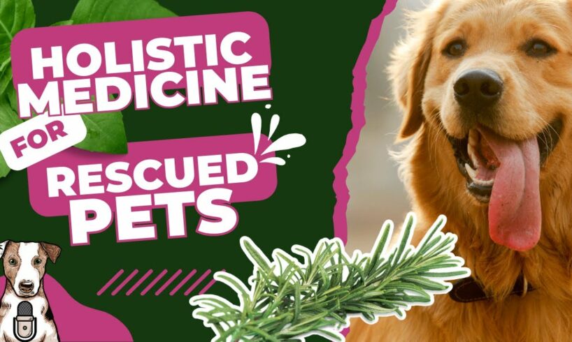 Using Holistic Medicine at an Animal Rescue with Stacey Buc of Mama Dog Rescue