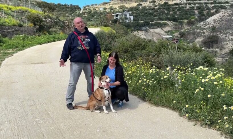 Very good news! Seren is adopted - Takis Shelter