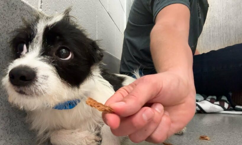 Watch this shelter dog take his first treat 🥹