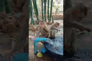 baby monkey playing in the water #shorts  #monkey4u #babyanimal #animals