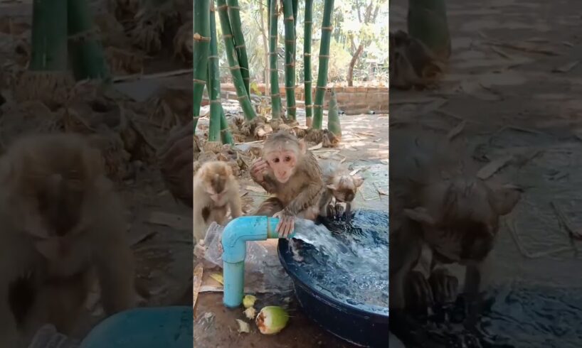 baby monkey playing in the water #shorts  #monkeylove #animals #monkey