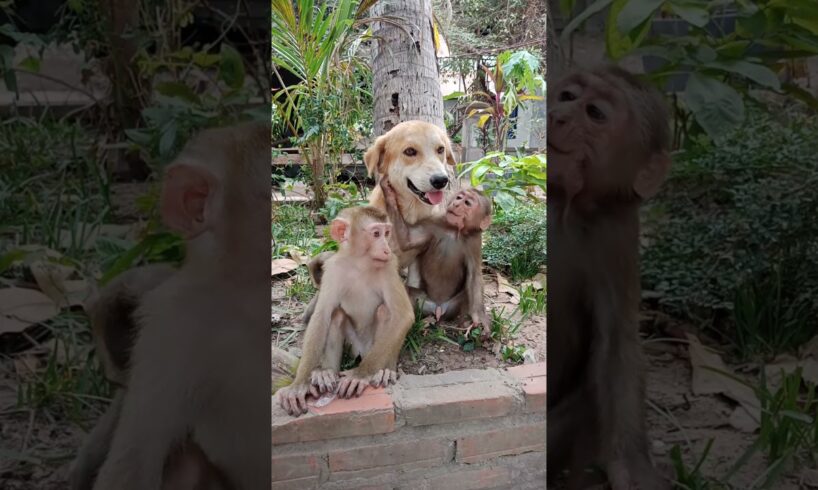 baby monkey playing with dog #shorts  #animals #monkeymonkey #monkeyworld