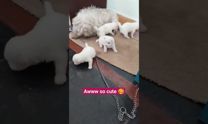 chote chote cute puppies 🥰😘 #puppy #love #trending #viral #shorts