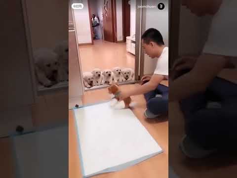 cute puppies are training by owner 😄😄🐩🐕😂🤣🤣🤣✔️✔️