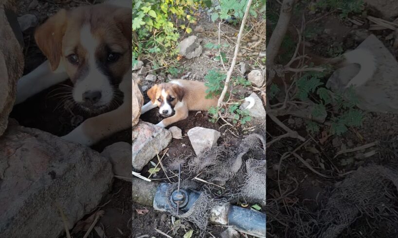 🥰cute puppy is playing in the wet soil🥰 cute puppy😊cutest puppy ever😊#puppy #funny #shorts #pets