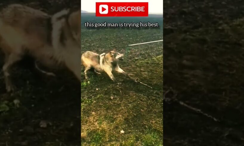 man rescues wolf | beautiful animals #nature #wildlife #animals