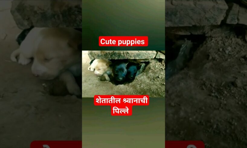 शेतातील कुत्र्याची पिल्ले Cute puppies #puppies #dog #baby #trending #youtube #video #shorts #reels