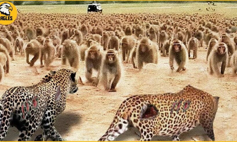 10 Incredible Moment Leopards Fights With 100 Baboons And Other Predators | Animal Fights