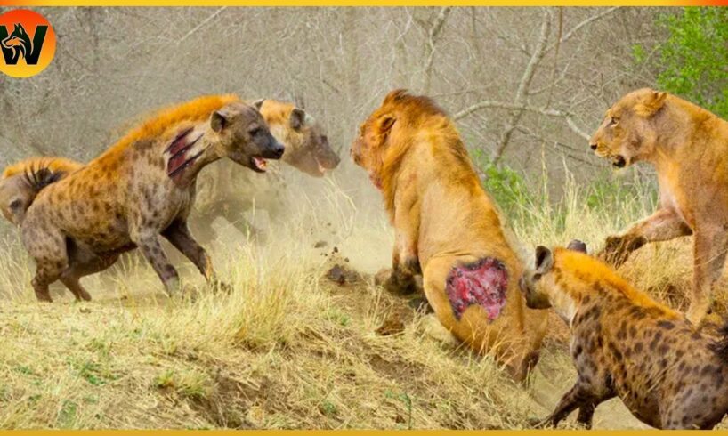 15 Crazy Moments! Injured Hyena Fights Lion and Wild Animals | Animal World