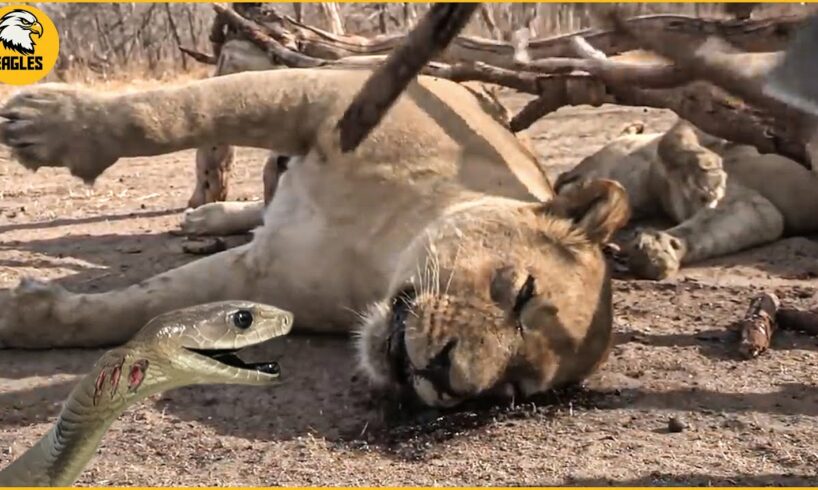 15 Incredible Moments When Animals Are Attacked By Snake Venom | Animal Fights