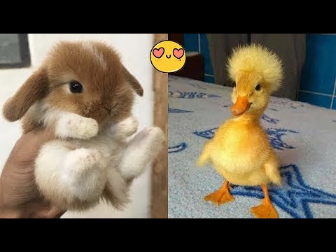 Cute Baby Animals Videos Compilation | Funny and Cute Moment of the Animals - Part 52