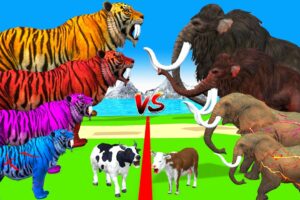 10 Zombie Tigers vs Cow Cartoon Rescue Saved By 10 Gaint Mammoth Elephant Giant Animal Fights