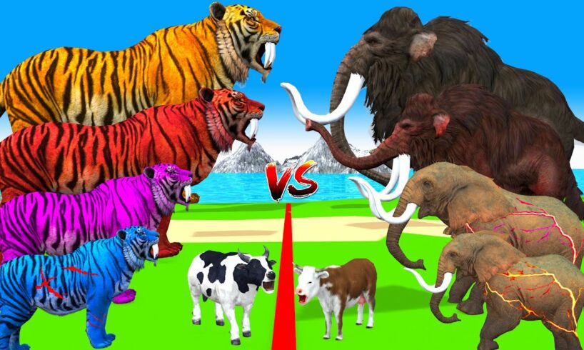 10 Zombie Tigers vs Cow Cartoon Rescue Saved By 10 Gaint Mammoth Elephant Giant Animal Fights