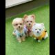 Cutest Puppies Ever #dog #puppies #cute #funnydogs #viral #reels #pawsitivevibe