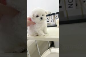 cute puppies funny moment cute overload #hellomochi #cute #funnydogs #funnyanimals #bichon