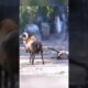 35 Painful Moments! Injured Hyena Fights Wild Animals | Animal Fight