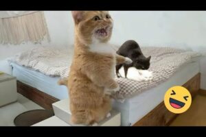 Try Not To Laugh Cats And Dogs Videos 😁 - Best Funniest Animals Video 2024 #7