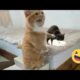 Try Not To Laugh Cats And Dogs Videos 😁 - Best Funniest Animals Video 2024 #7