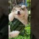 cute puppies funny moment cute overload #hellomochi #cute #funnydogs #funnyanimals #alaskanmalamute