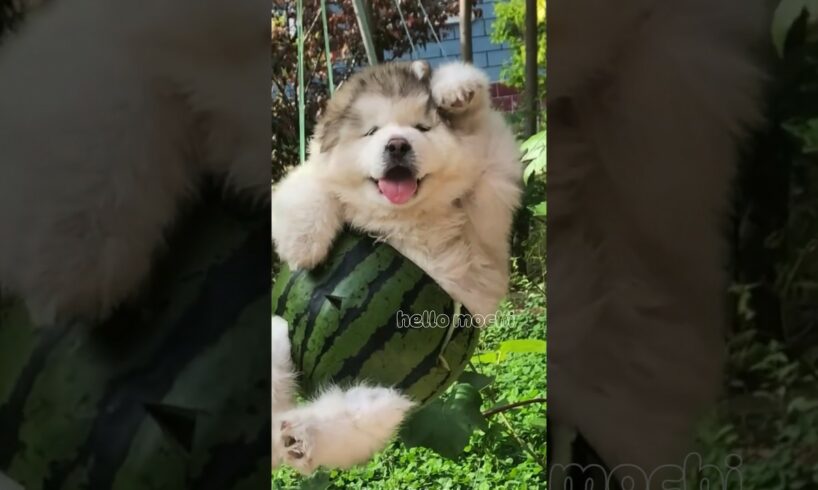 cute puppies funny moment cute overload #hellomochi #cute #funnydogs #funnyanimals #alaskanmalamute