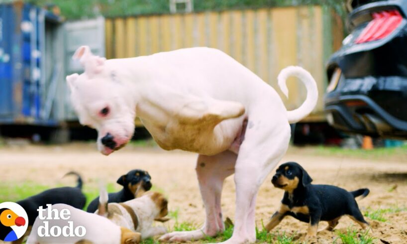 2-Legged Dog Has The Cutest Reaction To His Foster Puppies | The Dodo