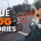 3 Inspiring TRUE Dog Rescue Stories *SAD* - Animal Rescue