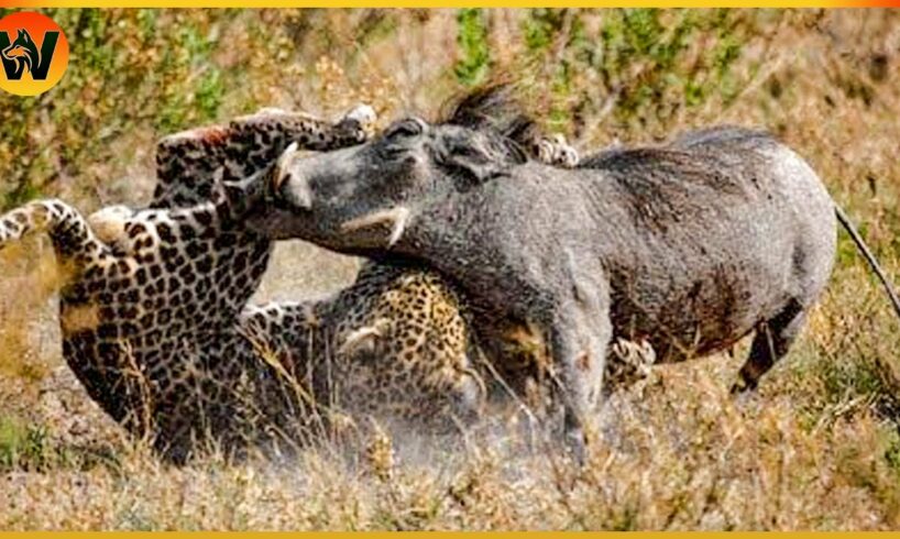 30 Crazy Moments When Animals Messed With the Wrong Warthog | Animal World