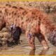 30 Moments Injured Hyenas Fight Wild Animals Caught On Camera | Animal Fight