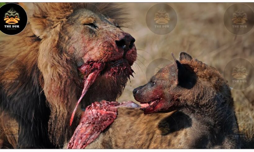 30 Moments When Crazy Hyenas Stole Food From Lions And Paid The Heavy Price Of Death | Animal Fights