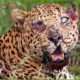 30 Moments When Leopards Were Injured While Fighting Wild Animals | Animal Fight