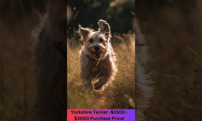 $3,000 Cost for a Yorkshire Terrier Puppy   -  #yorkshire #terrier #pets #dogs  #germanshepherd