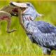 35 Cruelest Birds of Prey Moments | SHOEBILL STORK - The Jurassic Master Hunter | Animal Fight