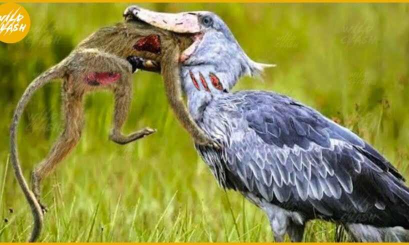 35 Cruelest Birds of Prey Moments | SHOEBILL STORK - The Jurassic Master Hunter | Animal Fight