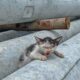 40℃, Abandoned kitten in the material yard, Very hungry and thirsty, crying desperately for help!