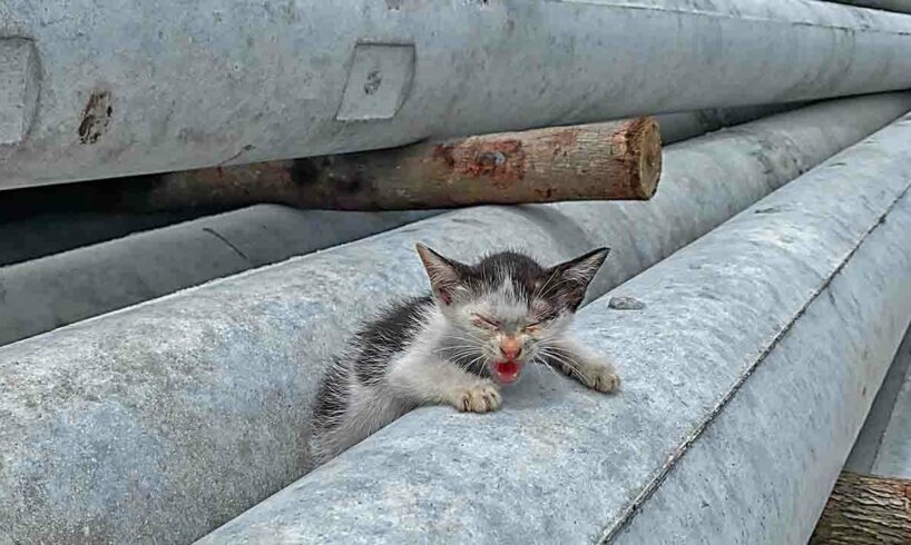 40℃, Abandoned kitten in the material yard, Very hungry and thirsty, crying desperately for help!