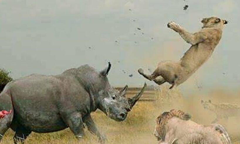 60 Of The Craziest Animal Fights You Won’t Believe Actually Happened