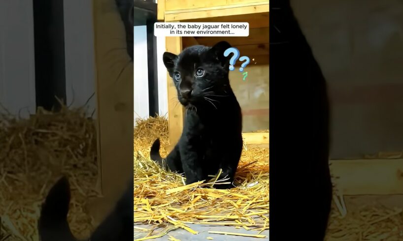 A family adopted an abandoned kitten until they found the truth... #shorts