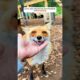 A fox was rescued by kind-hearted woman #shorts