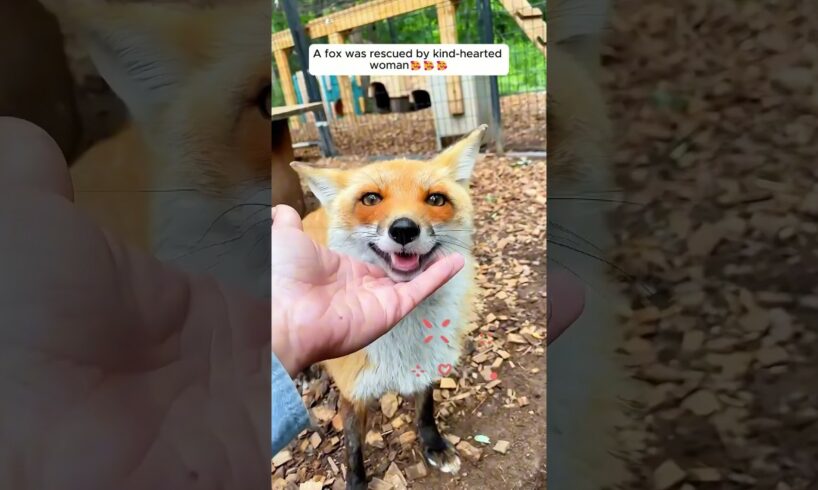 A fox was rescued by kind-hearted woman #shorts