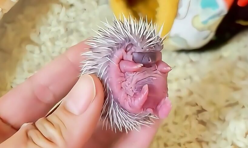 A girl rescues a newborn hedgehog and raises it in her house until...