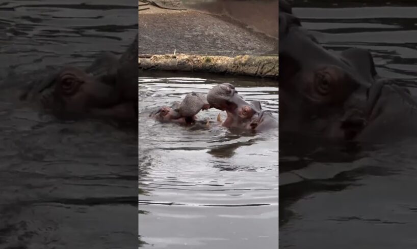 ADORABLE HIPPOS PLAYING... 😍 #hippos #animals #hippopotamus #wildlifesymphony #playing