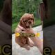 ADORABLE Puppies Choose Their Own Names!!! #Dogs #Shorts