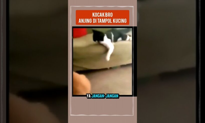 ANJING DI TONjok🔥 kucing lucu dubbing kucing story wa status wa musik  lyrics mau ketawa takut dosa