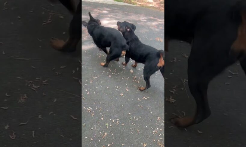 ARE THEY FIGHTING OR PLAYING? #rottweilers #shortsfeed #kemetkennels #bestdogs #rotties #rotts #play