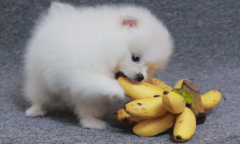 ASMR Pomeranian Dog Eating Crazy Banana | Cute Puppies | MR PET #34