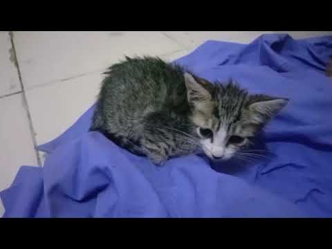 Abandoned Tiny Kitten Crying for Help/ Kitten Rescue Videos / Abandoned Kitten Rescue