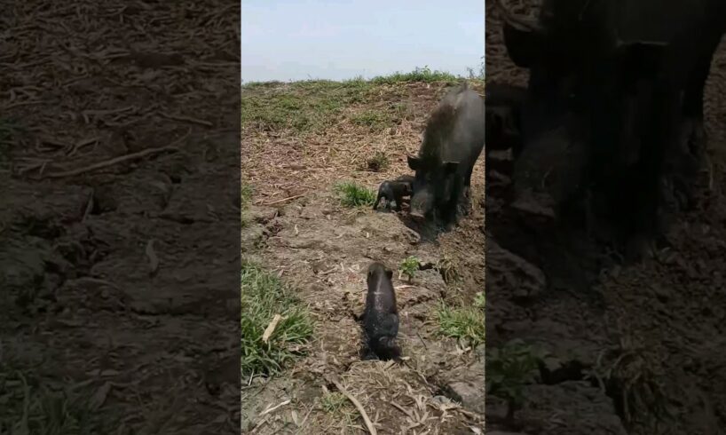 Adorable Baby Pigs Playing - Cutest Piglets Ever! 🐷💖 wild animals #hog  #wildanimals #piglet#shorts