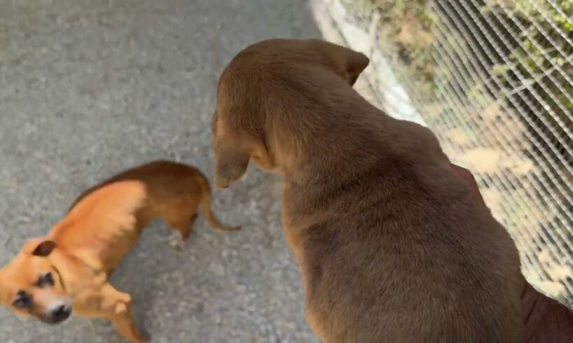 Agapi and Eros In Their New Area! - Takis Shelter