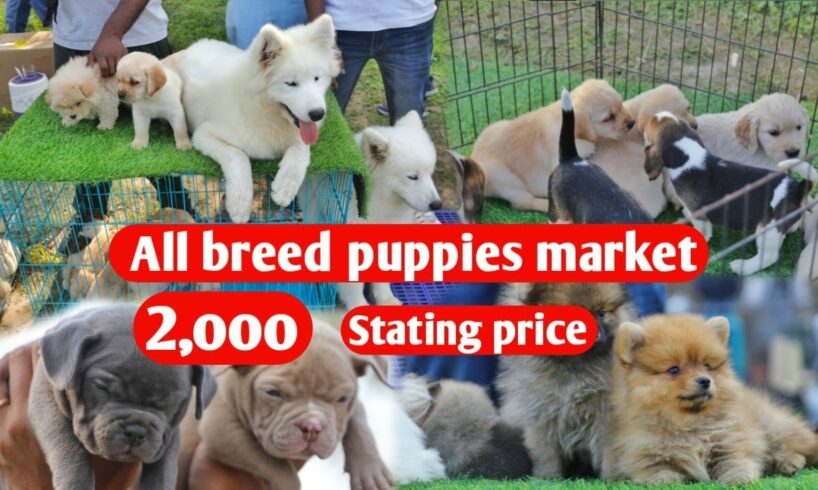 All breed puppies market with phone number and details || Rs 2000 starting price||